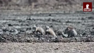 Warthog Family Enjoys a Muddy Wallow| Porini Rhino Camp Live Cam