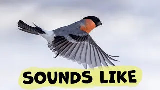 كيف يبدو صوت طائر الدغناش  دندنها