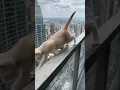 Lagu The kitten jumped down from a tall building. #cat #kitten #mamacat #ginger