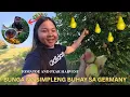 Download Lagu Harvesting Kamatis and Pear of a Filipina in a German Village / Filipina Simple Life in Germany.