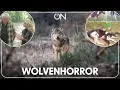 Download Lagu Wolvenplaag in Nederland: wat ze u niet vertellen