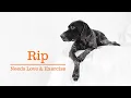 Rip Unclaimed GSP Needs Love Lots of Exercise