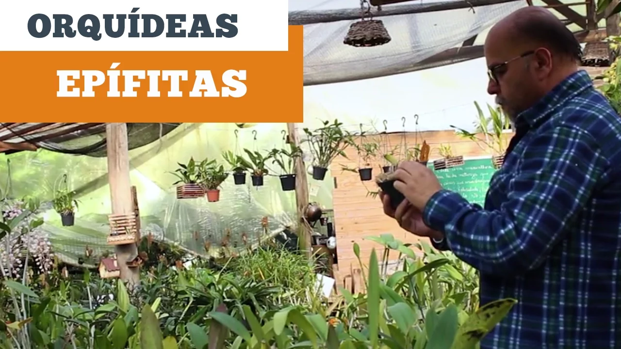 ORQUÍDEAS EPÍFITAS