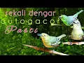 Download Lagu Pancingan Sirtu/Cipoh Agar Gacor Dan Fighter