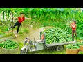 Download Lagu Rewind Timelapse: Harvesting 100kg Clean Cucumber - Use 3-Wheeled Truck to Go to Market Sell