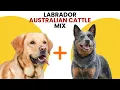 Labrador Australian Cattle Dog Mix AKA Labrador Cattle Dog