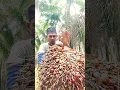 Download Lagu #India #Malaysia #short #video viral video palm oil Plantation hard working