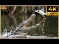 ¡Los Ataques De Cocodrilos Más Locos Jamás Captados Por La Cámara! | Animales Salvajes #92