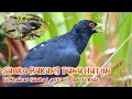 Download Lagu Burung Tuwu Gacor || Suara Jernih Paling Cocok Untuk Pancingan Tuwu Bahan