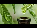 CBD Gummies Earth Choice Supply