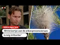 Download Lagu De dennenprocessierups komt naar Nederland