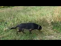 German Shepherd Black Lab - Reasons why they re number one