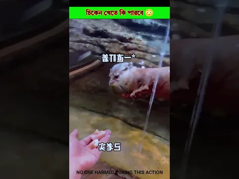 Can you eat chicken 😳