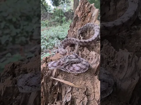 Forsten Cat Snake #shortvideo #youtubeshorts #youtubeshorts #trending