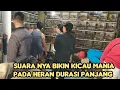 Download Lagu SUARA NYA BIKIN KICAU MANIA PADA HERAN DURASI PANJANG 