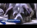 Texarkana Ark talks plans for new animal shelter