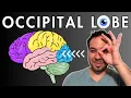 Download Lagu The Occipital Lobe, Visual Cortex - Location and Function