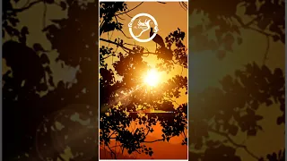 تلاوة خاشعه ونادره وجميله ومريحه للقاري رضا ابراهيم تنقلك الي عالم اخر الكاتروس 