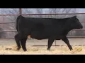 Class One Simmental Heifers