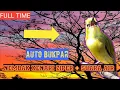 Download Lagu MASTERAN PLECI NEMBAK ZIPER TULIT TULIT + SUARA AIR DI JAMIN GENDENG ‼️‼️