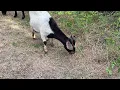 Over 400 goats sheep return to Pflugerville to help clear unwanted vegetation