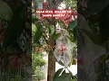 Download Lagu POHON PENDEK JAMBU JAMAIKA BUAH MELIMPAH #shortsvideo #shortsfeed #shorts #jambujamaika #jambu