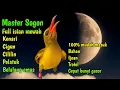 Download Lagu MATERI TERBAIK‼️ Masteran sogon full tembakan panjang MP3