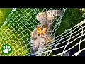 Officers Rescue Big Owl Tangled in Net
