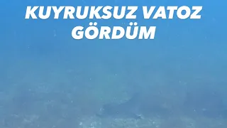 MARMARA DENİZİNDEKİ KUYRUKSUZ VATOZ U GÖRDÜNÜZ MÜ 