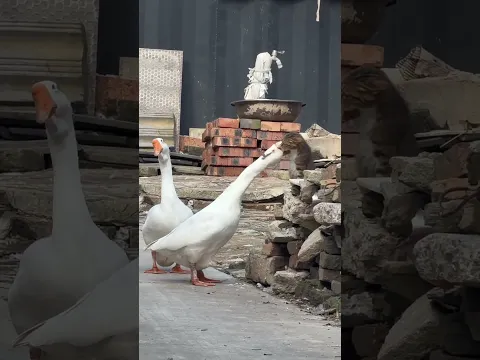 Cat hilariously fights back against a goose while perched on a pile of bricks in Anhui, China