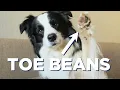 KSL Homes - Pet Friendly Rentals