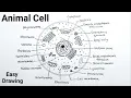 How to Draw Animal Cell Drawing Easy Step By Step Human Cell Diagram Easily