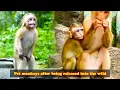 Pet monkeys react after owner releases them back into the wild