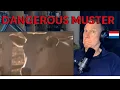 The Most Dangerous Cattle Musters In Outback Australia Dutchman reacts