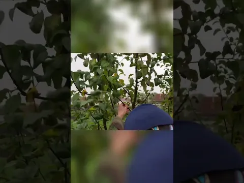 Удаление веток секреты правильной обрезки