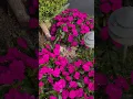 Download Lagu FOLLOWUP: Sunpatiens flowers