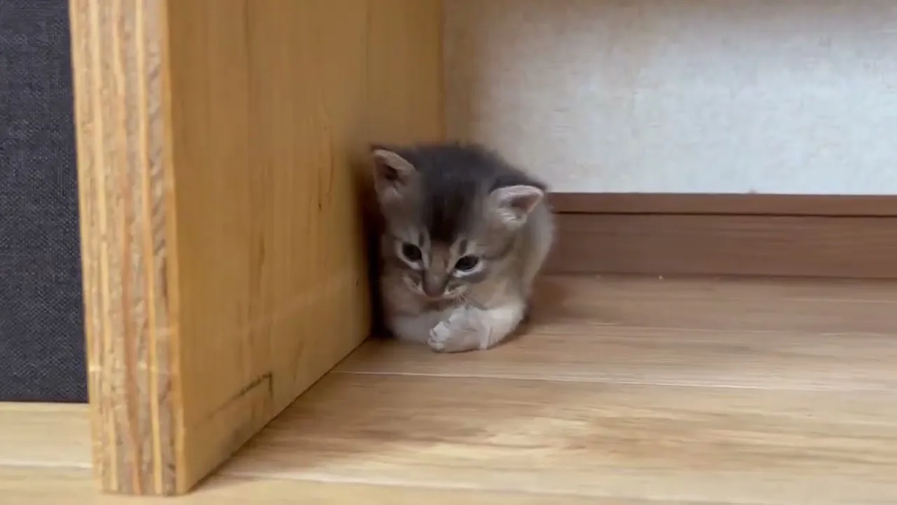 動画