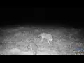 Coyote - fox