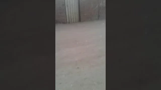 شبراملس مركز زفتي الغربيه 