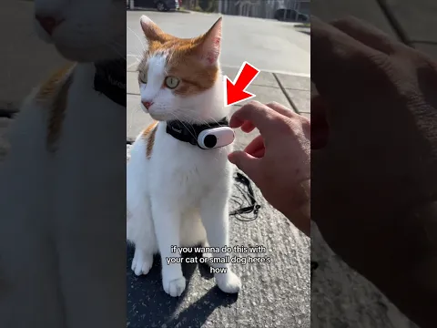 Pasang Kamera di Kucing, Isinya Bikin Syok! 😱