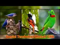Download Lagu Suara Burung  Masteran Suara Burung Mantenan Rambatan Serindit Betina Nembak Cerecetan Tajam
