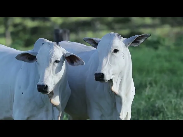 2 Novilhas Nelore P.O.