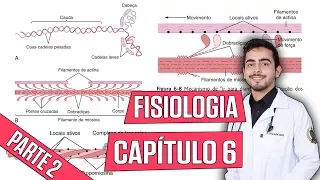 Physiology - Skeletal Muscle Contraction (Chapter 6) PART 2 │ Guyton