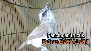 trucukan bahan bakalan langsung nyaut dengar suara trucukan gacor belajar ngerol ini