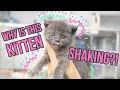 Why Do Kittens TREMBLE Is it normal