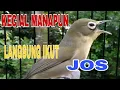 Download Lagu PANCINGAN TERBAIK KECIAL KUNING, KECIAL MANAPUN LANGSUNG IKUT JOSS
