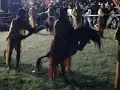 Download Lagu SENI BUDAYA JARAN KEPANG KRIDO MANGGOLO UTOMO