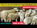 Lagu TEXEL FULL BLOOD HADIR DI ARJUNA FARM WONOSOBO HARGA 100 RIBU//READY BUNTINGAN DAN JASA KAWIN