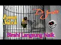 Download Lagu Pancingan Lovebird Menaikan Birahi Emosi Jantan Dan Betina Proses Jebol Birahi Emosi