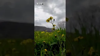 كرمانجي اجمل وردة            دندنها